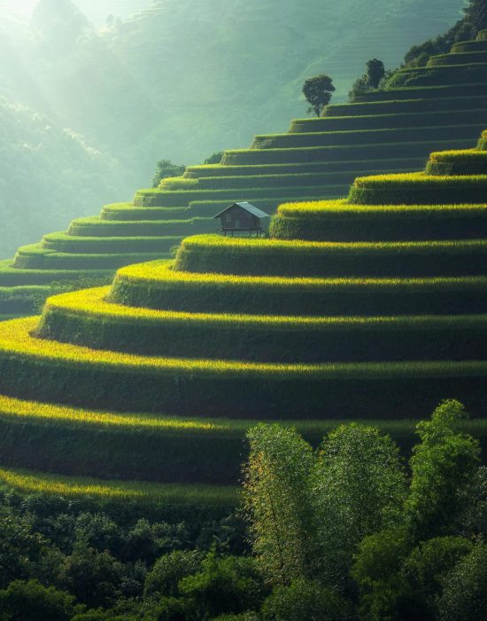 Lush green terraced rice fields with a rustic hut under soft sunlight.